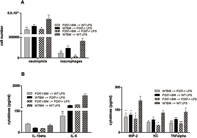 Role of P2X7R-expression on the hematopoietic system in LPS-induced lung inflammation.