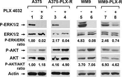 PLX4032-resistant melanoma cells have altered Ras signal pathways.