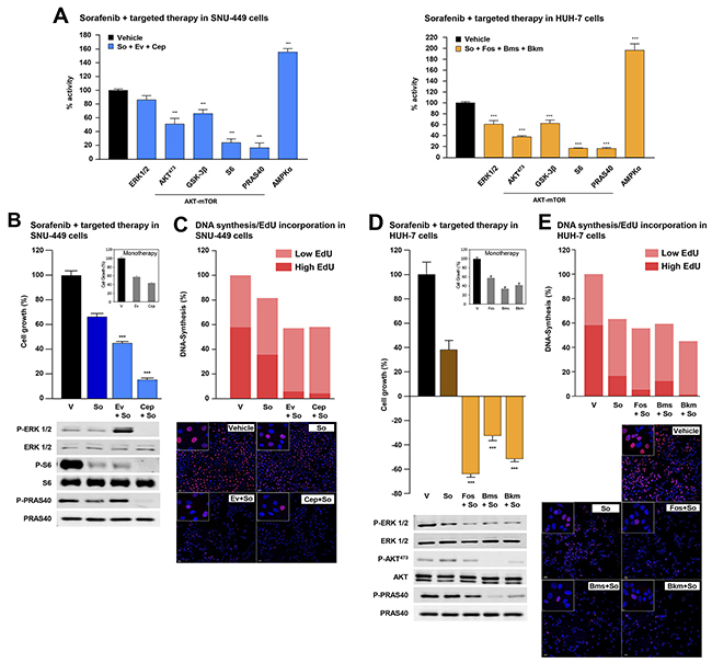 Combination of sorafenib and targeted therapy in HCC cells.