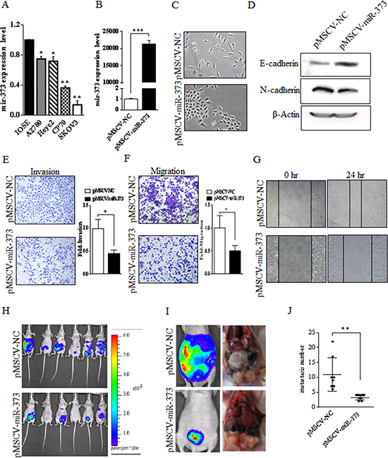 miR-373 is frequently down-regulated in ovarian cancer cell lines and miR-373 inhibits the invasion and metastasis of SKOV3 cells in vitro and in vivo.