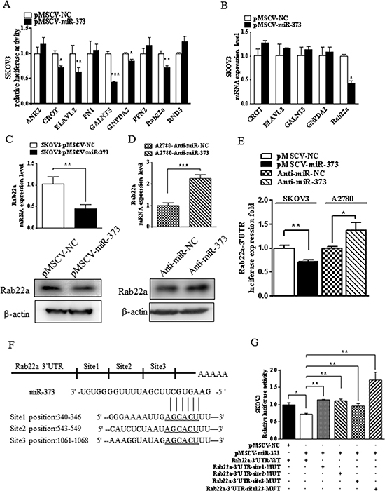 miR-373 directly regulates Rab22a in SKOV3 cells.