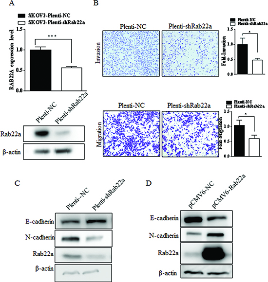 Rab22a can significantly promote migration and invasion of EOC cells.