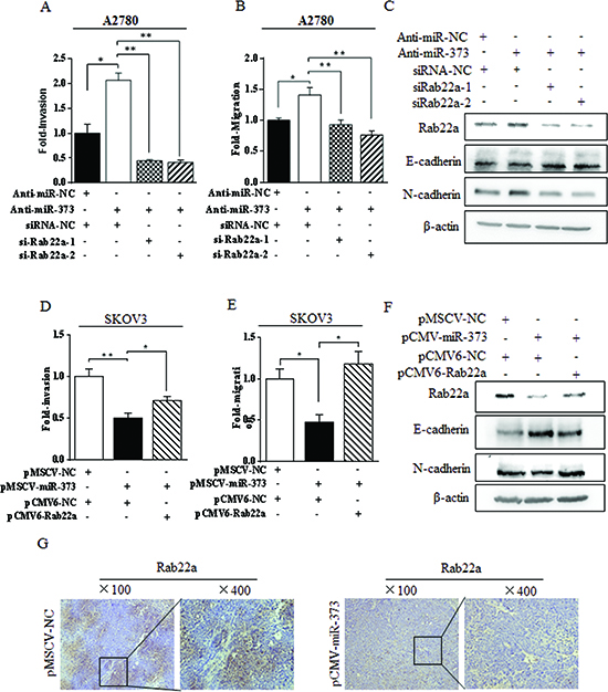 miR-373 suppressed EMT-related migration and invasion via directly targeting Rab22a in ovarian cancer cells.