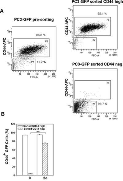 Change in CD44 expression in the two populations sorted from poly (I:C)-treated PC3 cells.