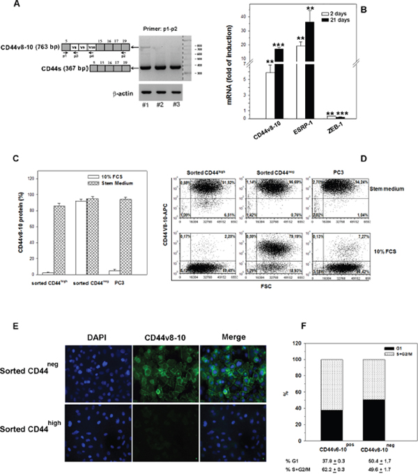 CD44v8-10 expression in CD44neg- and CD44high -derived PC3 populations.