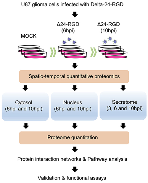 Hybrid proteomic approach to define spatial-temporal changes in organelle proteomes throughout Delta-24-RGD Infection.
