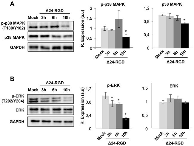 Signaling pathways disrupted in glioma cells upon Delta 24-RGD infection.