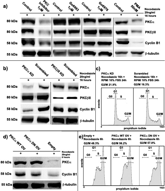 Protein kinase C &#x03B1; (PKC&#x03B1;) involvement in Cyclin B1 regulation.