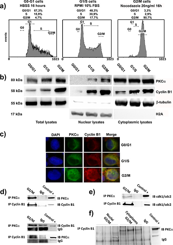 PKC&#x03B1; and Cyclin B1 accumulate into the nuclei and interact at G2/M.