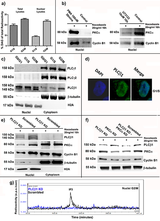 PLC&#x03B2;1 related nuclear DAG increase at G2/M stimulates nuclear translocation of PKC&#x03B1; and Cyclin B1.