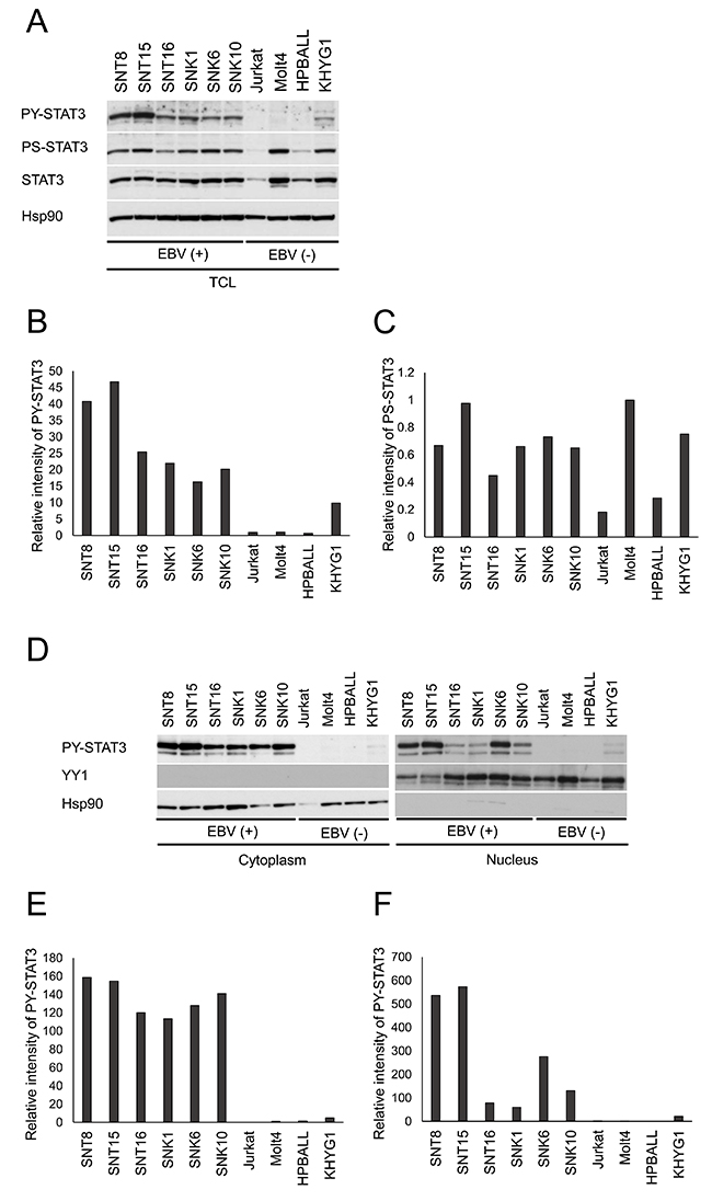 STAT3 is constitutively activated in EBV-positive T- or NK-cell lines.