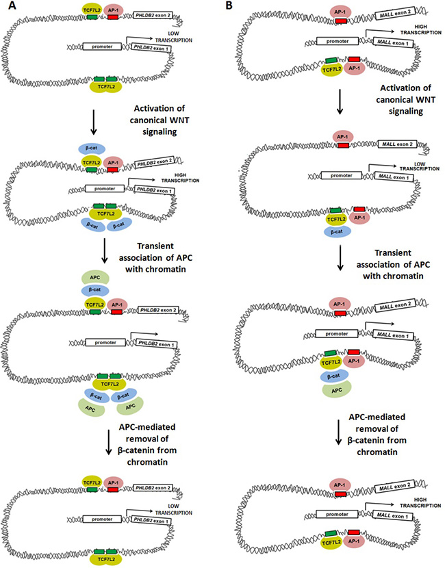 Models of WNT-mediated transcriptional activation and repression involving TCF7L2, AP-1, &#x03B2;-catenin and APC.