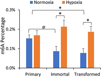 mRNA m6A levels are decreased in immortalized and transformed HMECs but increased by hypoxia.