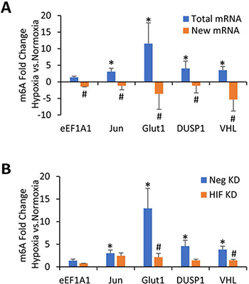 m6A methylation of specific mRNAs increases in transformed HMECs exposed to hypoxia in a HIF dependent manner.