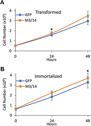 METTL3 and 14 overexpression leads to increased proliferation of transformed and immortal HMECs.