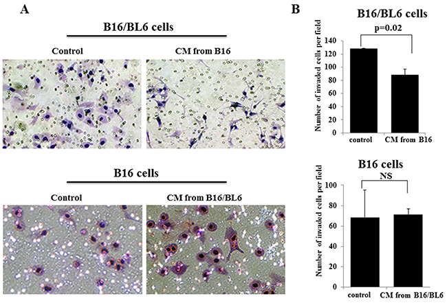 Effects of CM on the invasion of B16/BL6 cells and B16 cells.