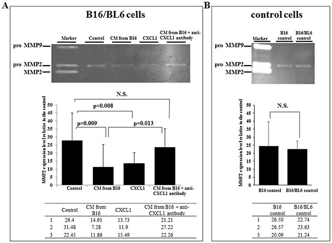 Effect of CXCL1 and CM from B16 on MMP2 activity of B16/BL6 cells.