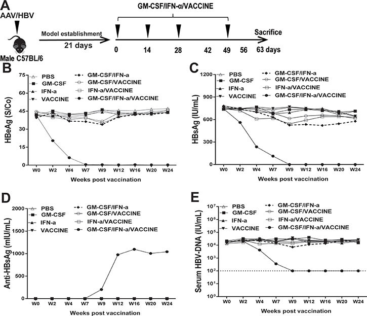 Treatment of AAV8-1.3HBV-infected mice with GM-CSF plus IFN-&#x03B1; combined with VACCINE (GM-CSF/IFN-&#x03B1;/VACCINE) decreased the infection.