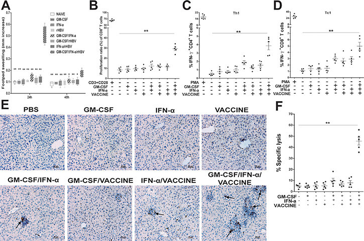 The GM-CSF/IFN-&#x03B1;/VACCINE elicited cellular immunity against AAV8-1.3HBV infection.