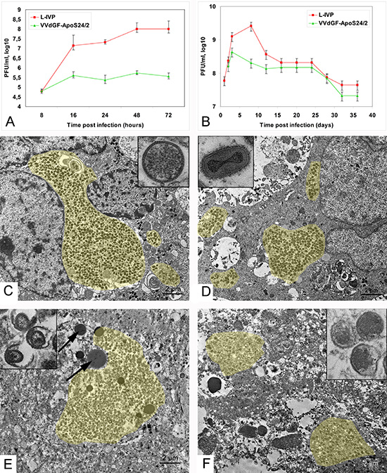 Vaccinia virus replication in carcinoma A431 cells.