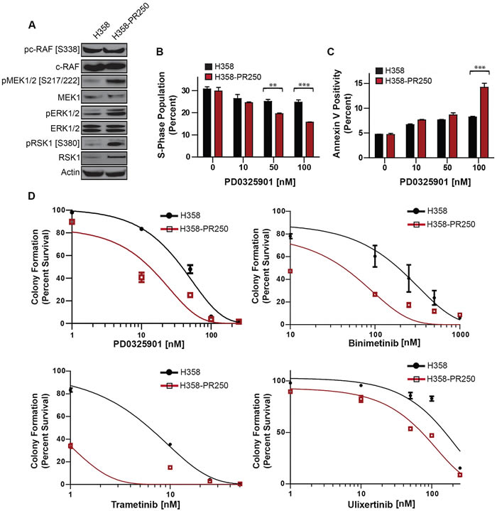 Palbociclib-resistant NSCLC cells are sensitized to MEK/ERK inhibition.