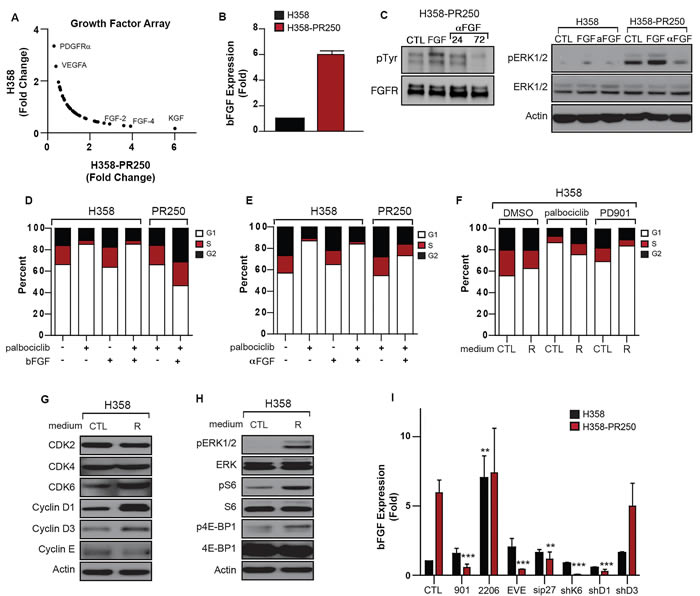 bFGF secretion by palbociclib-resistant NSCLC cells promotes resistance.
