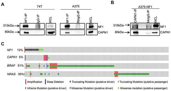 CAPN1 is a novel binding partner of NF1.