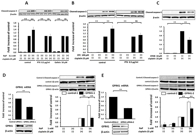 Enhancement of cisplatin-induced apoptosis by NaP in a GPR41-dependent manner in HepG2 cells.