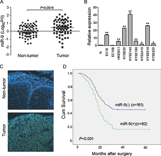 miR-9 was frequently up-regulated in primary ESCC cases and cell lines.