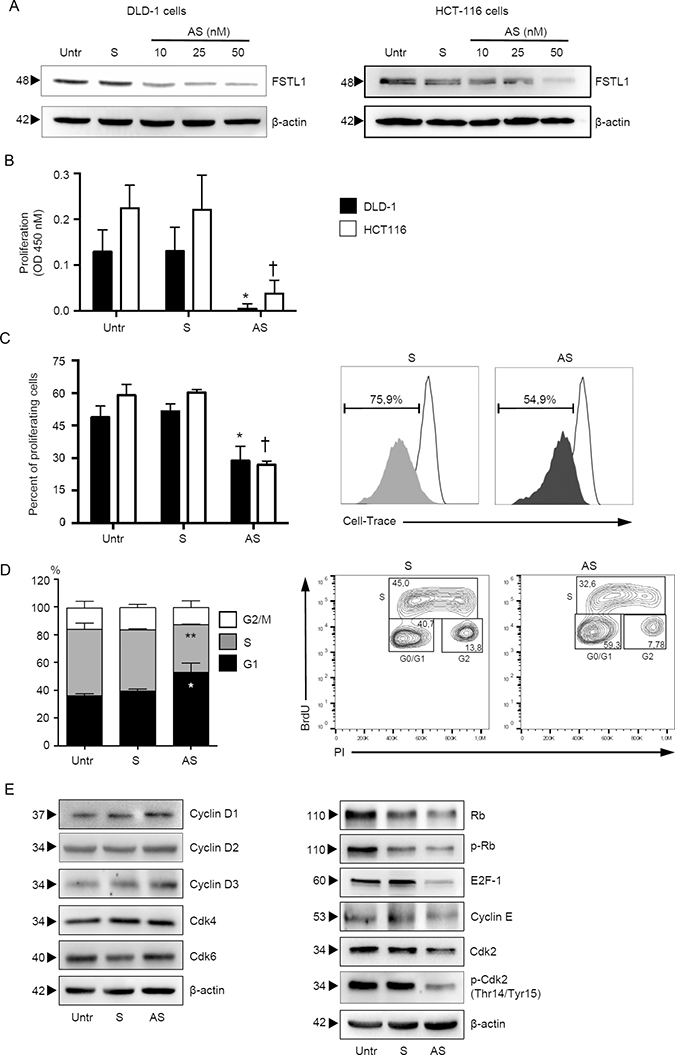 FSTL1 sustains CRC cells proliferation.