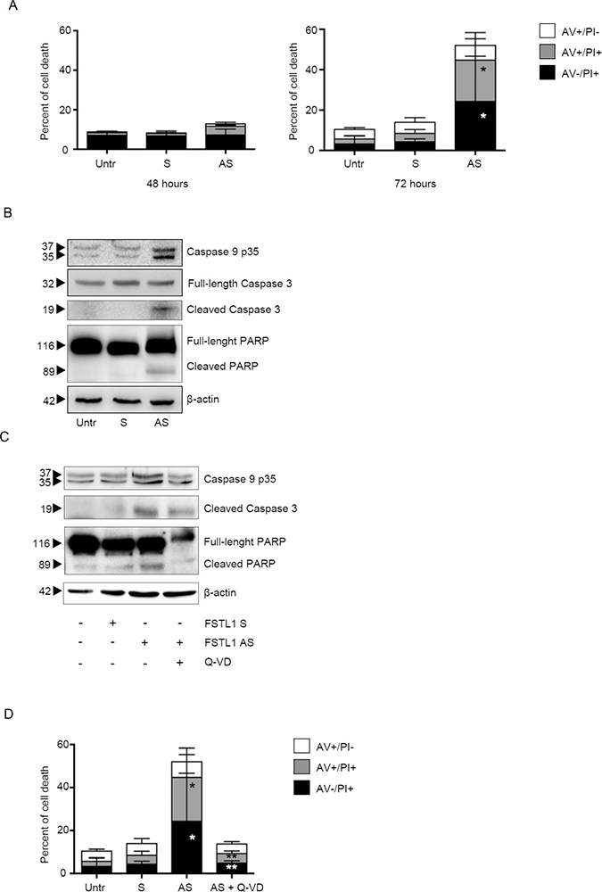 FSTL1 knockdown induces CRC cell death through a caspase-dependent mechanism.