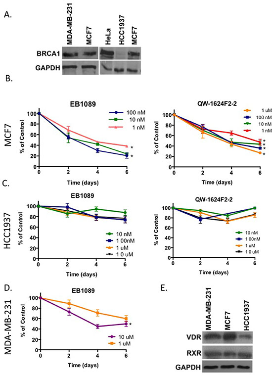 Vitamin D3 analogues inhibit growth of BRCA1 expressing breast cancer cells.