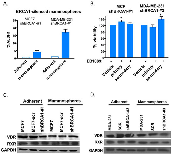 BRCA1-silenced mammospheres are not inhibited by EB1089.