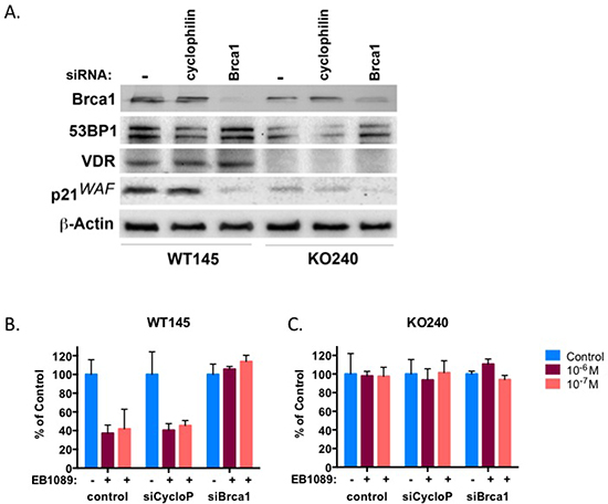BRCA1 and VDR work in concert in mammary murine cells.