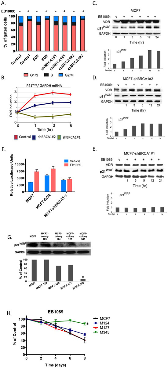 p21waf1 mediates the EB1089-induced growth inhibition in BRCA1-proficient cells.