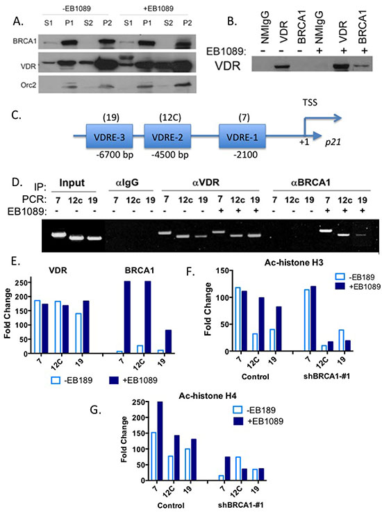 BRCA1 and VDR are in complex that co-occupies the promoter of p21waf1 promoter and up-regulates its expression.