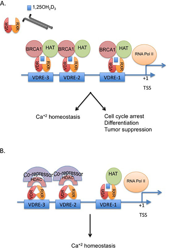 Proposed model for the crosstalk between BRCA1 and the vitamin D-VDR pathway.
