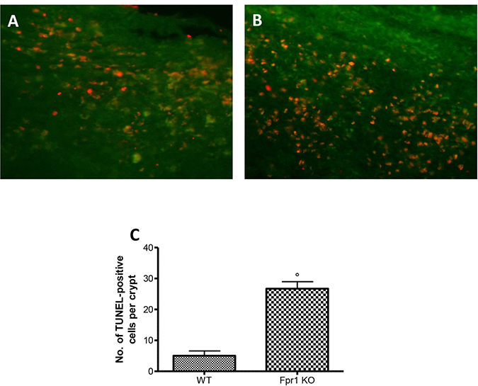 Effect of Fpr1 gene deletion on apoptosis.