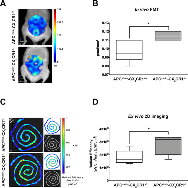 In vivo and ex vivo imaging analysis of IntegriSense750 accumulation in the small intestine of APC+/min-CX3CR1+/- and APC+/min-CX3CR1-/- mice.