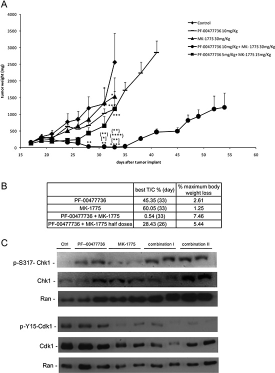 In vivo antitumor effect and target modulation of single and combined treatment in MCL xenografts.