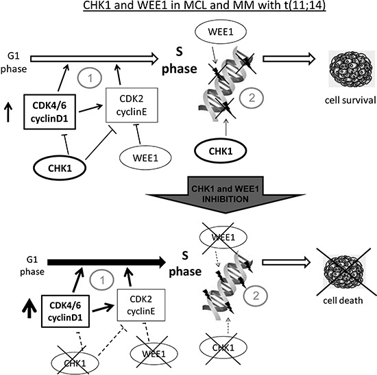 Model of Chk1 and Wee1 role in MCL and MM with t(11;14).