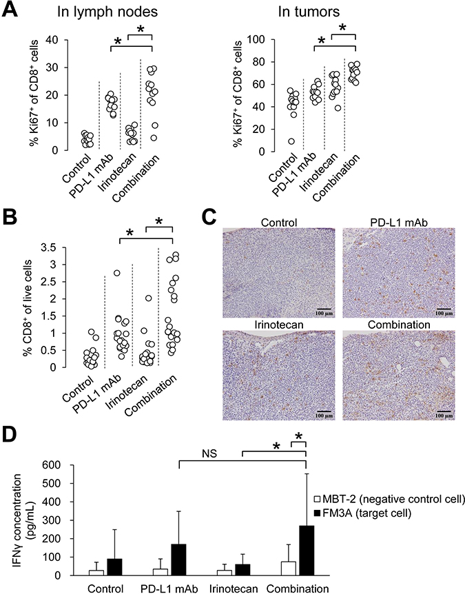 Combination of irinotecan plus PD-L1 mAb enhanced proliferation of CD8+ T cells and increased number of tumor-infiltrating CD8+ T cells without loss of PD-L1 blockade-induced tumor-specific lymphocyte response.