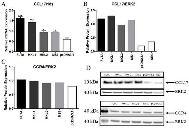 Transient expression of full-length or truncated MCPyV LT increases the transcript and protein levels of CCL17/TARC.