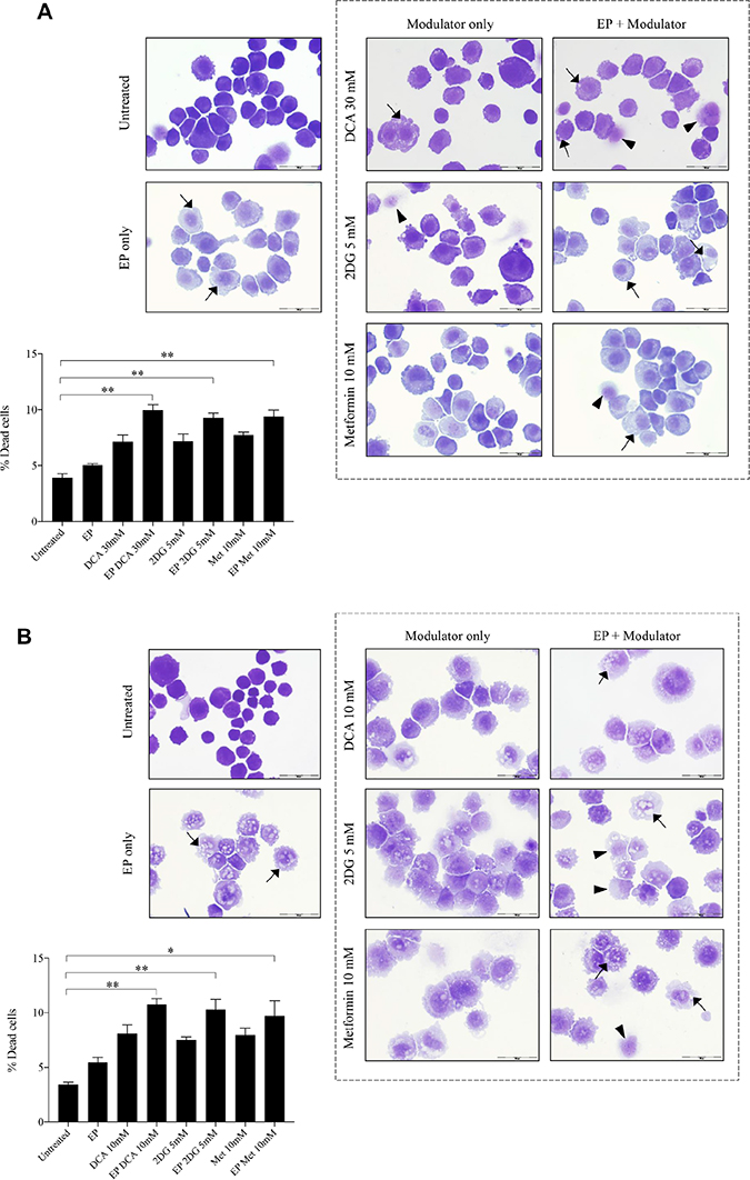 Morphology and recovery of K7M2 and Saos2 cell lines treated with metabolic modulators delivered using EP relative to modulators alone.