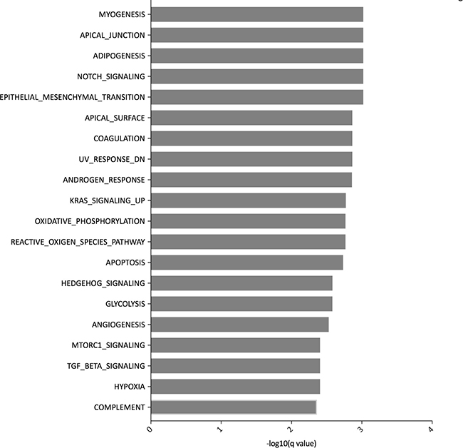 Top 20 pathways of the Hallmark of cancer gene sets differently expressed in tumors stratified according to tumor-stroma ratio.