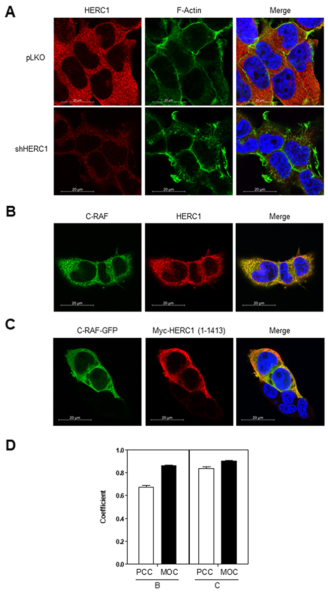 Colocalization of HERC1 and C-RAF proteins.