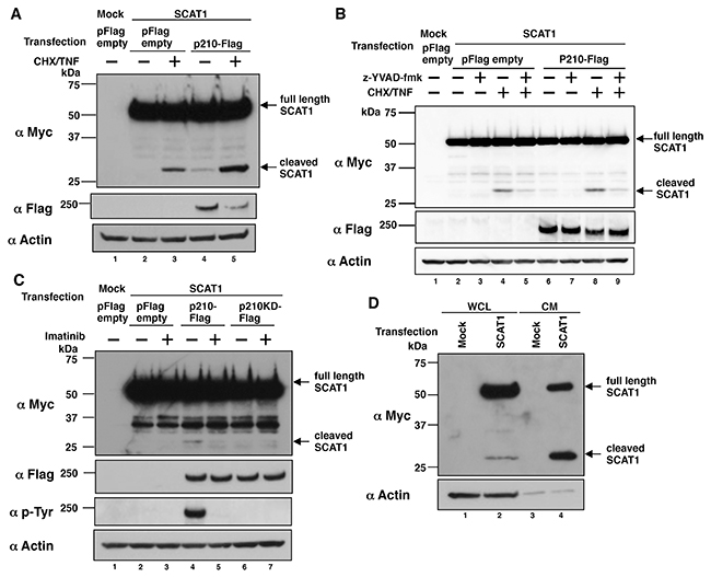 p210BCR-ABL-induced SCAT1 cleavage is dependent on both activities of BCR-ABL tyrosine kinase and caspase-1.