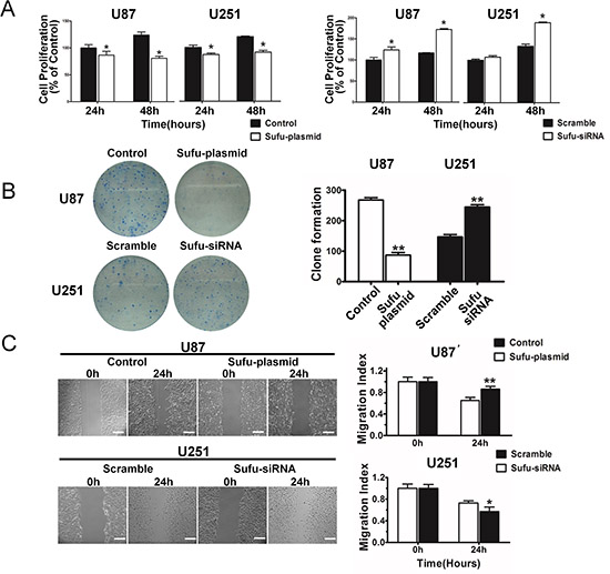 Sufu inhibited proliferation and restrained migration of glioma cells.