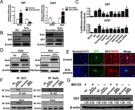 Sufu suppressed Gli1 transcription activity via directly bound to Gli1, resulting Gli1 nuclear-localization inhibition and proteolysis.