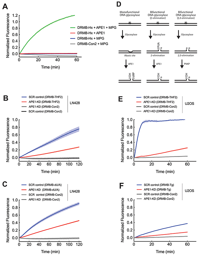 Both mono-functional and bi-functional DNA glycosylases depend on APE1 for DNA backbone cleavage in cell lysates.